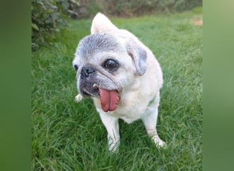 Kiba - Mops-Omi