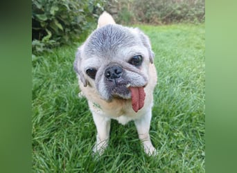 Kiba - Mops-Omi