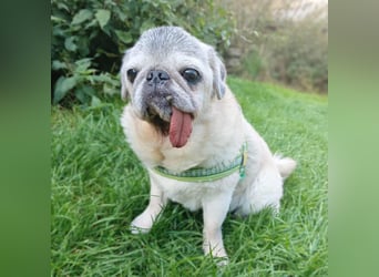 Kiba - Mops-Omi