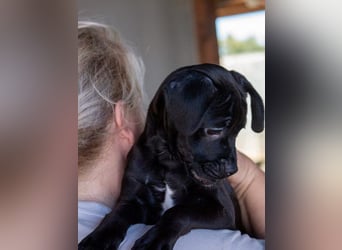 Pepe sucht Mops-Liebhaber