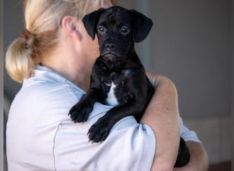 Pepe sucht Mops-Liebhaber