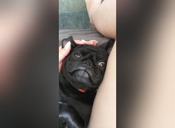 Mops Cosmo sucht ein neues Zuhause, kann in der der Nähe von Bad Nauheim/Hessen besucht werden