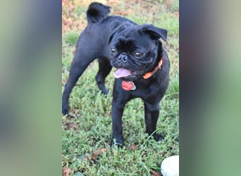 Mops Cosmo sucht ein neues Zuhause, kann in der der Nähe von Bad Nauheim/Hessen besucht werden