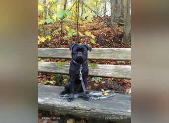 Mops Cosmo sucht ein neues Zuhause, kann in der der Nähe von Bad Nauheim/Hessen besucht werden