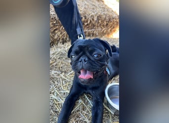Mops Cosmo sucht ein neues Zuhause, kann in der der Nähe von Bad Nauheim/Hessen besucht werden