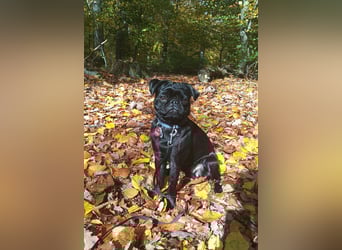 Mops Cosmo sucht ein neues Zuhause, kann in der der Nähe von Bad Nauheim/Hessen besucht werden