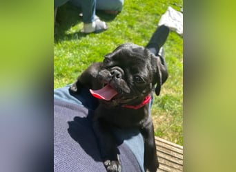Mops Cosmo sucht ein neues Zuhause, kann in der der Nähe von Bad Nauheim/Hessen besucht werden