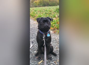 Mops Cosmo sucht ein neues Zuhause, kann in der der Nähe von Bad Nauheim/Hessen besucht werden