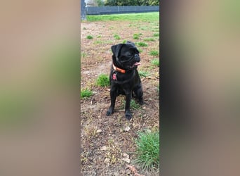 Mops Cosmo sucht ein neues Zuhause, kann in der der Nähe von Bad Nauheim/Hessen besucht werden
