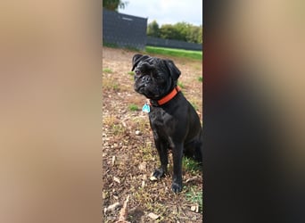 Mops Cosmo sucht ein neues Zuhause, kann in der der Nähe von Bad Nauheim/Hessen besucht werden