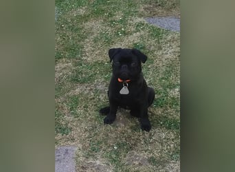 Mops Cosmo sucht ein neues Zuhause, kann in der der Nähe von Bad Nauheim/Hessen besucht werden