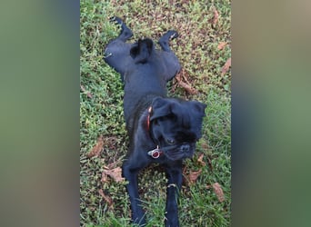 Mops Cosmo sucht ein neues Zuhause, kann in der der Nähe von Bad Nauheim/Hessen besucht werden