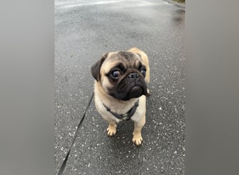 Cukimano unser Halbstaeker  Cukimano unser Halbstaeker