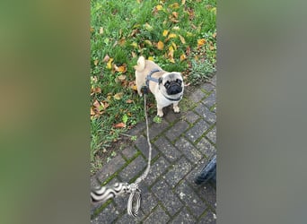 Cukimano unser Halbstaeker  Cukimano unser Halbstaeker