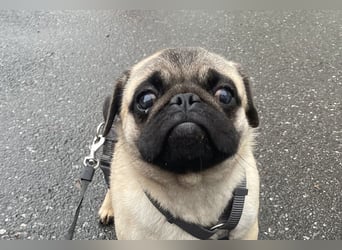 Cukimano unser Halbstaeker  Cukimano unser Halbstaeker