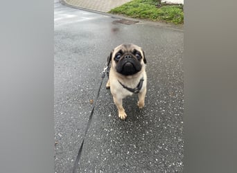 Cukimano unser Halbstaeker  Cukimano unser Halbstaeker