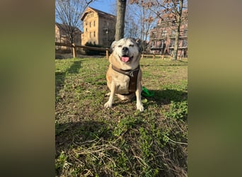 Charly sucht sein Zuhause – lieber, fitter Senioren-Mops-Mix