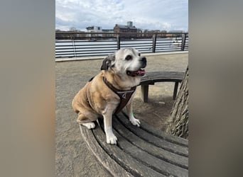 Charly sucht sein Zuhause – lieber, fitter Senioren-Mops-Mix