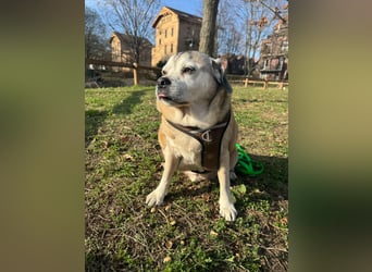Senior-Mops-Mix Charly sucht sein Zuhause