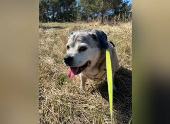 Charly sucht sein Zuhause – lieber, fitter Senioren-Mops-Mix