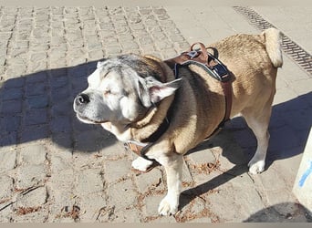 Senior-Mops-Mix Charly sucht sein Zuhause