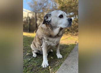 Senior-Mops-Mix Charly sucht sein Zuhause