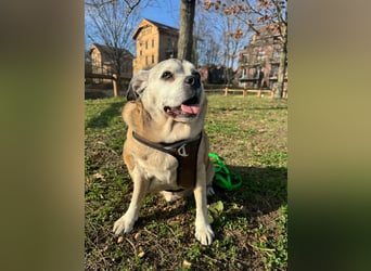 Senior-Mops-Mix Charly sucht sein Zuhause