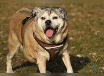 Senior-Mops-Mix Charly sucht sein Zuhause