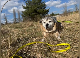 Charly sucht sein Zuhause – lieber, fitter Senioren-Mops-Mix
