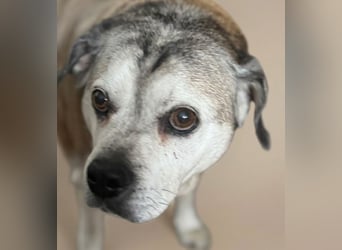 Senior-Mops-Mix Charly sucht sein Zuhause