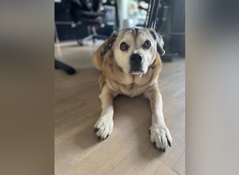Charly sucht sein Zuhause – lieber, fitter Senioren-Mops-Mix