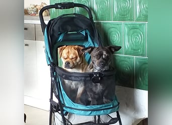 süßer Michel auf Pflegestelle in 88339 Bad Waldsee sucht sein Zuhause