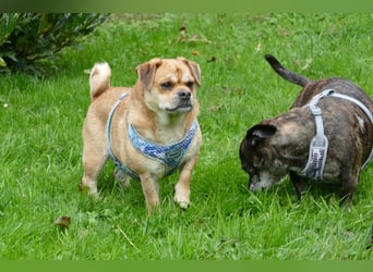 süßer Michel auf Pflegestelle in 88339 Bad Waldsee sucht sein Zuhause