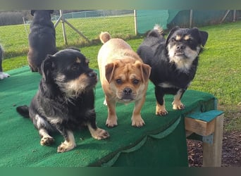 süßer Michel auf Pflegestelle in 88339 Bad Waldsee sucht sein Zuhause