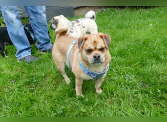 süßer Michel auf Pflegestelle in 88339 Bad Waldsee sucht sein Zuhause