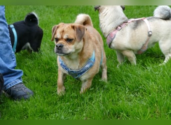 süßer Michel auf Pflegestelle in 88339 Bad Waldsee sucht sein Zuhause