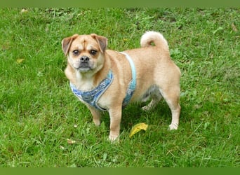 süßer Michel auf Pflegestelle in 88339 Bad Waldsee sucht sein Zuhause