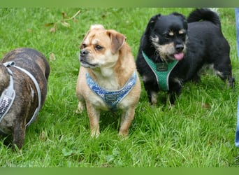 süßer Michel auf Pflegestelle in 88339 Bad Waldsee sucht sein Zuhause