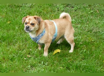 süßer Michel auf Pflegestelle in 88339 Bad Waldsee sucht sein Zuhause