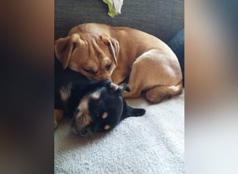 süßer Michel auf Pflegestelle in 88339 Bad Waldsee sucht sein Zuhause