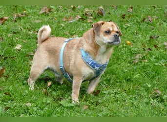 süßer Michel auf Pflegestelle in 88339 Bad Waldsee sucht sein Zuhause