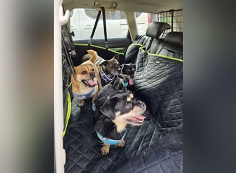 süßer Michel auf Pflegestelle in 88339 Bad Waldsee sucht sein Zuhause