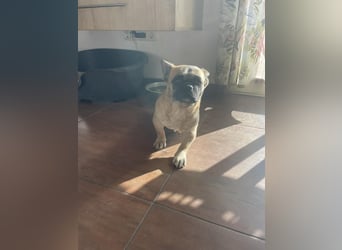 kleiner Schatz Elza sucht Zuhause