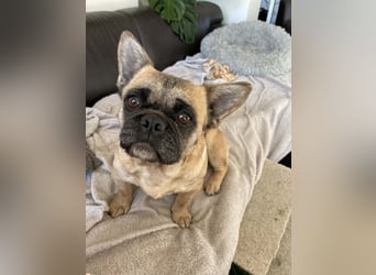 kleiner Schatz Elza sucht Zuhause