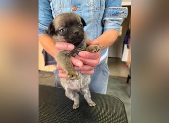 Falk, kleiner Mops-Mix sucht Traumzuhause