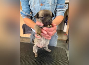 Falk, kleiner Mops-Mix sucht Traumzuhause