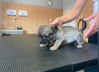 Falk, kleiner Mops-Mix sucht Traumzuhause