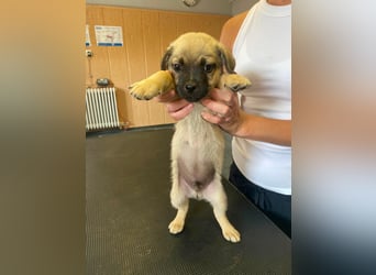 Ferdi, sucht liebevolles Zuhause