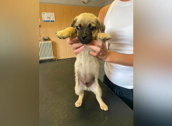 Ferdi, sucht liebevolles Zuhause