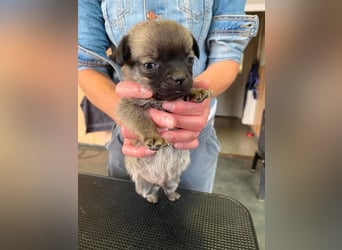 Falk, kleiner Mops-Mix sucht Traumzuhause